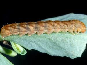 Xylena curvimacula