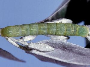 Xylena cineritia