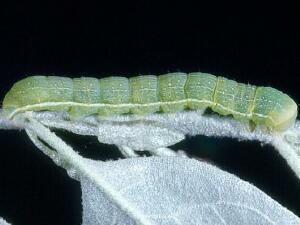 Xylena cineritia