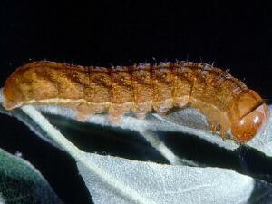 Xylena cineritia