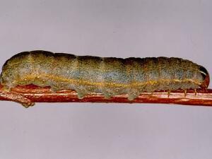 Homoglaea hircina