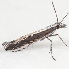 [Ornixolinae - No Genus] quinquistrigella