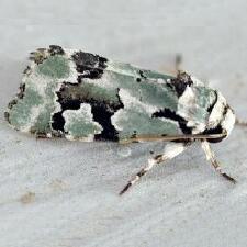 Emarginea percara