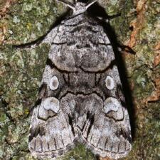 Sympistis chionanthi