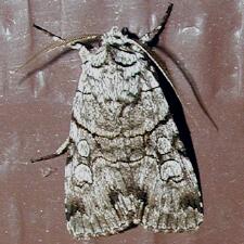 Sympistis chionanthi