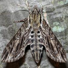 Lintneria eremitus