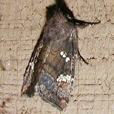 Papaipema cerussata
