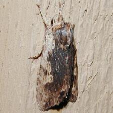 Lithophane hemina