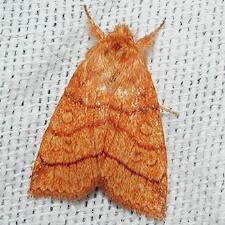 Pyreferra hesperidago