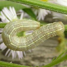 Cucullia florea