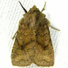 Tricholita signata