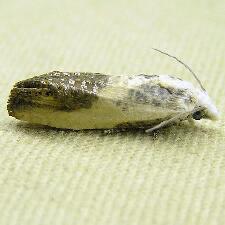 Eucosma giganteana