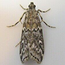 Dioryctria reniculelloides