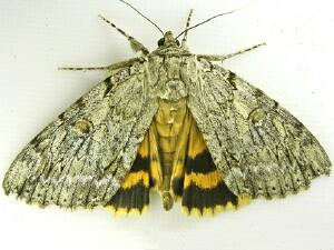 Catocala subnata