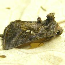 Autographa precationis