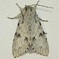 Acronicta lepusculina