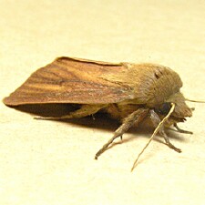 Globia laeta