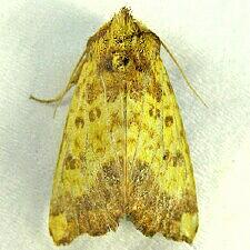 Papaipema cerina