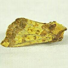 Papaipema cerina