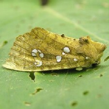 Papaipema furcata