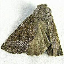Papaipema necopina