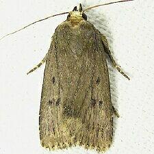 Amphipyra tragopoginis