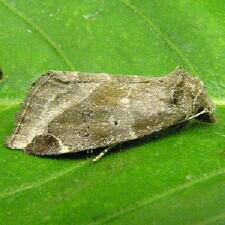 Plagiomimicus pityochromus