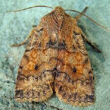 Eupsilia tristigmata