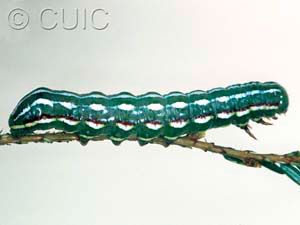 Feralia jocosa