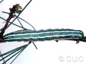 Feralia major