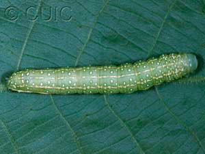 Psaphida electilis