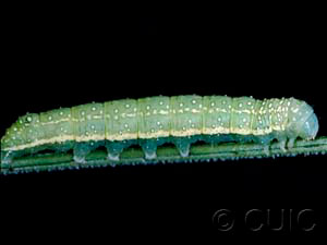 Psaphida electilis