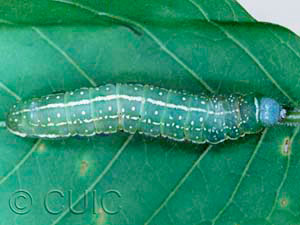 Psaphida grandis