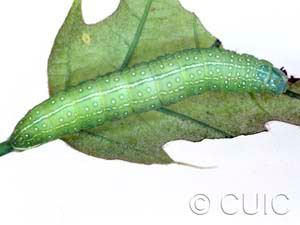 Psaphida rolandi