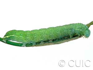 Psaphida rolandi