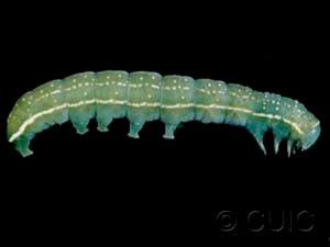 Copivaleria grotei