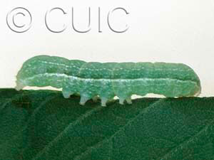 Copivaleria grotei