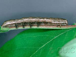Sympistis badistriga