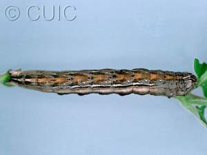 Sympistis badistriga