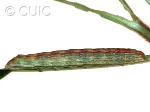 Sympistis forbesi