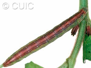 Sympistis forbesi