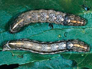 Sympistis chionanthi