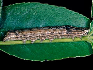 Sympistis chionanthi