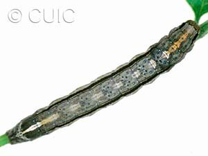 Sympistis chionanthi