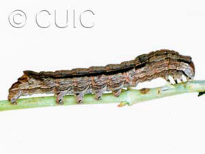 Sympistis chionanthi