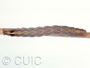 Sympistis pallidior