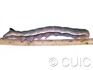 Sympistis pallidior