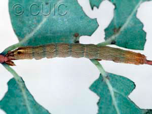 Sympistis pallidior