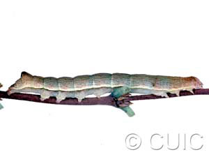 Sympistis pallidior