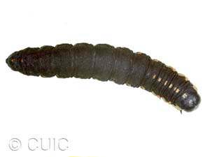 Cucullia intermedia